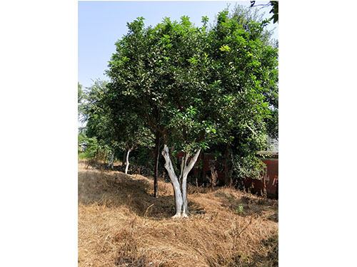 湖南多桿香泡樹(shù)基地批發(fā)價(jià)格-訂購(gòu)電話 多桿香泡園林景觀樹(shù)