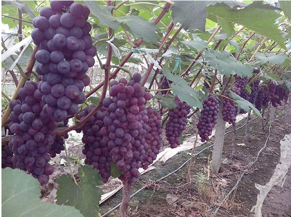 夏黑無(wú)核 廣東玫瑰葡萄苗廠家 山西葡萄苗木直銷 北京葡萄價(jià)格表 河北苗木市場(chǎng)價(jià) 秦皇島市葡萄專賣 山東苗木市場(chǎng)