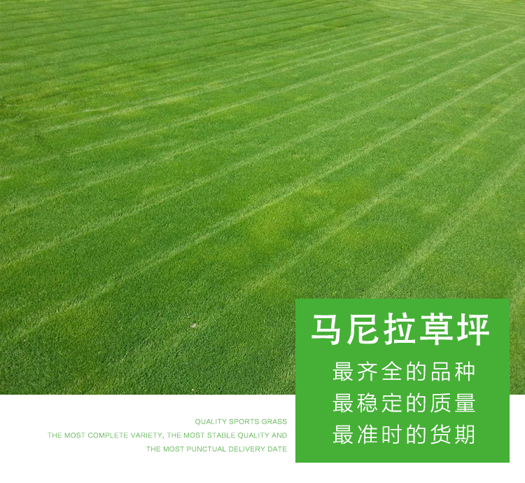 山東馬尼拉草坪，馬尼拉草坪報價，果嶺草綠化草皮批發(fā)，優(yōu)質(zhì)草坪