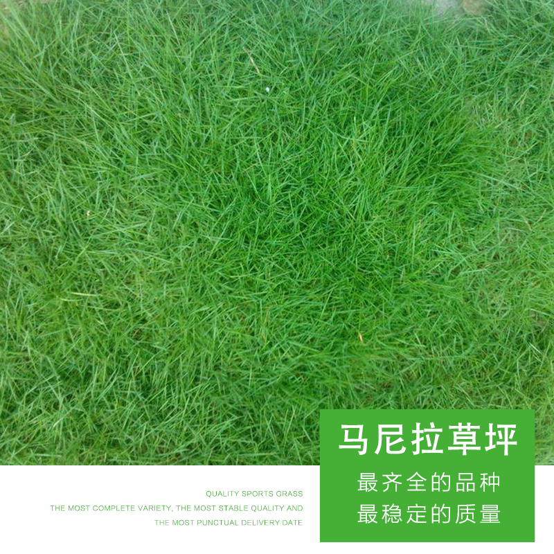 馬尼拉草 山東馬尼拉草坪批發(fā)價格 馬尼拉草坪 沙培草坪