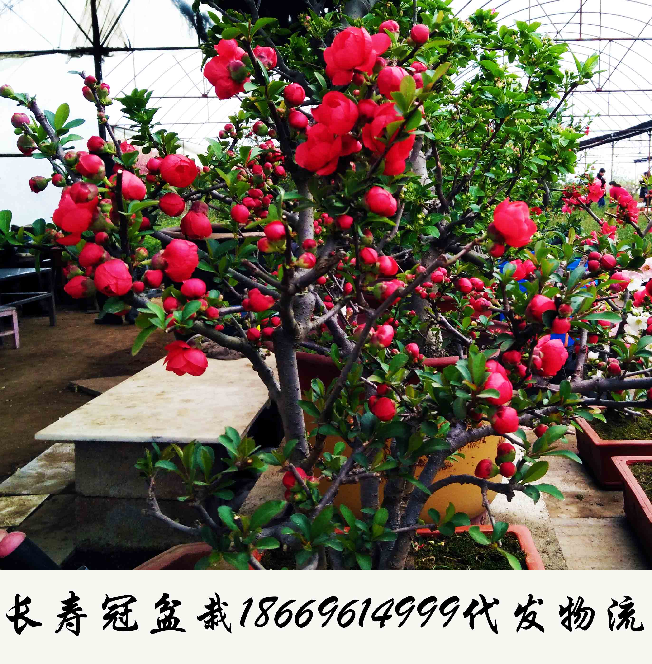長壽冠盆栽 臨沂長壽冠盆栽種植批發(fā)報(bào)價(jià)