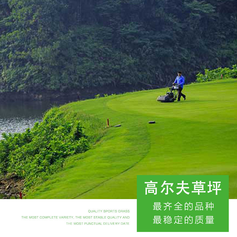 高爾夫草坪 優(yōu)質(zhì)高爾夫草坪 仿真草坪 綠化草坪 高爾夫草坪價格 人工草坪 綠茵草場 品質(zhì)保障
