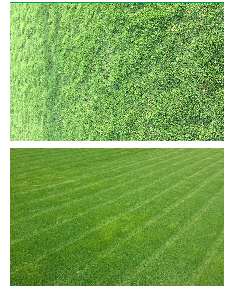 山東馬尼拉草坪，馬尼拉草坪報價，果嶺草綠化草皮批發(fā)，優(yōu)質(zhì)草坪