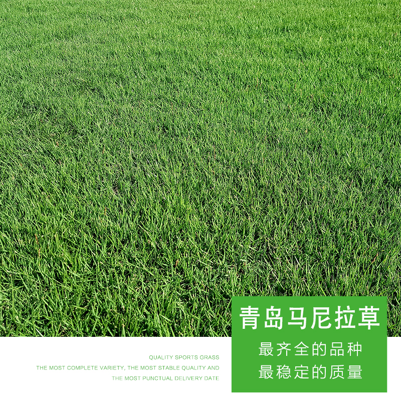 青島馬尼拉草 優(yōu)質(zhì)馬尼拉草坪  馬尼拉草坪價(jià)格 綠化草坪 溝葉結(jié)縷草 廠家直銷 品質(zhì)保障