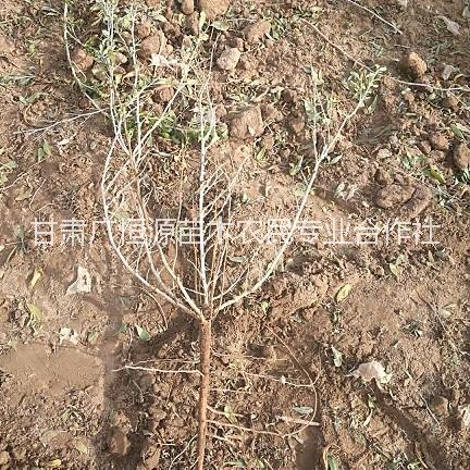 農(nóng)戶(hù)自產(chǎn)自銷(xiāo)白刺 甘肅酸胖種植基地 白刺苗木