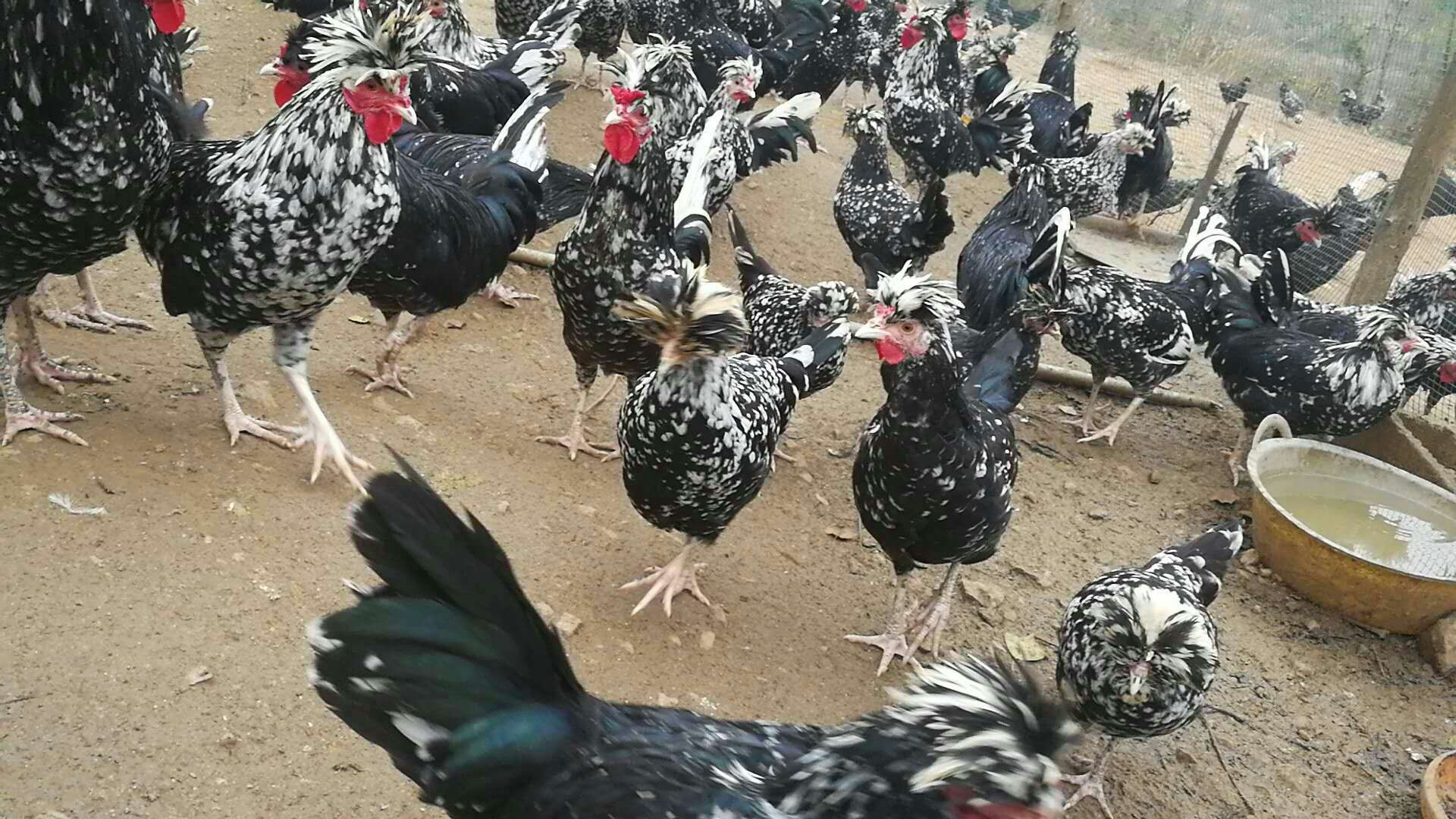 貴妃雞 貴妃雞供應(yīng) 宜昌貴妃雞 宜昌哪有供應(yīng)貴妃雞  哪里有貴妃雞供應(yīng)