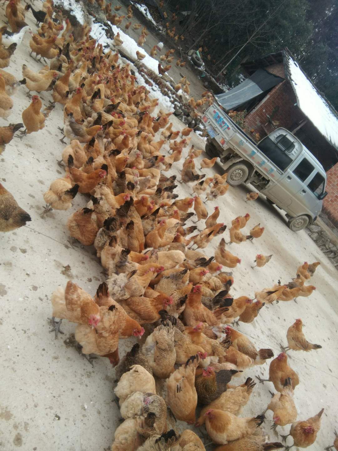 純土雞 宜昌純土雞  宜昌哪里純土雞供應(yīng) 純土雞供應(yīng)各大餐館  宜昌純土雞批發(fā)商