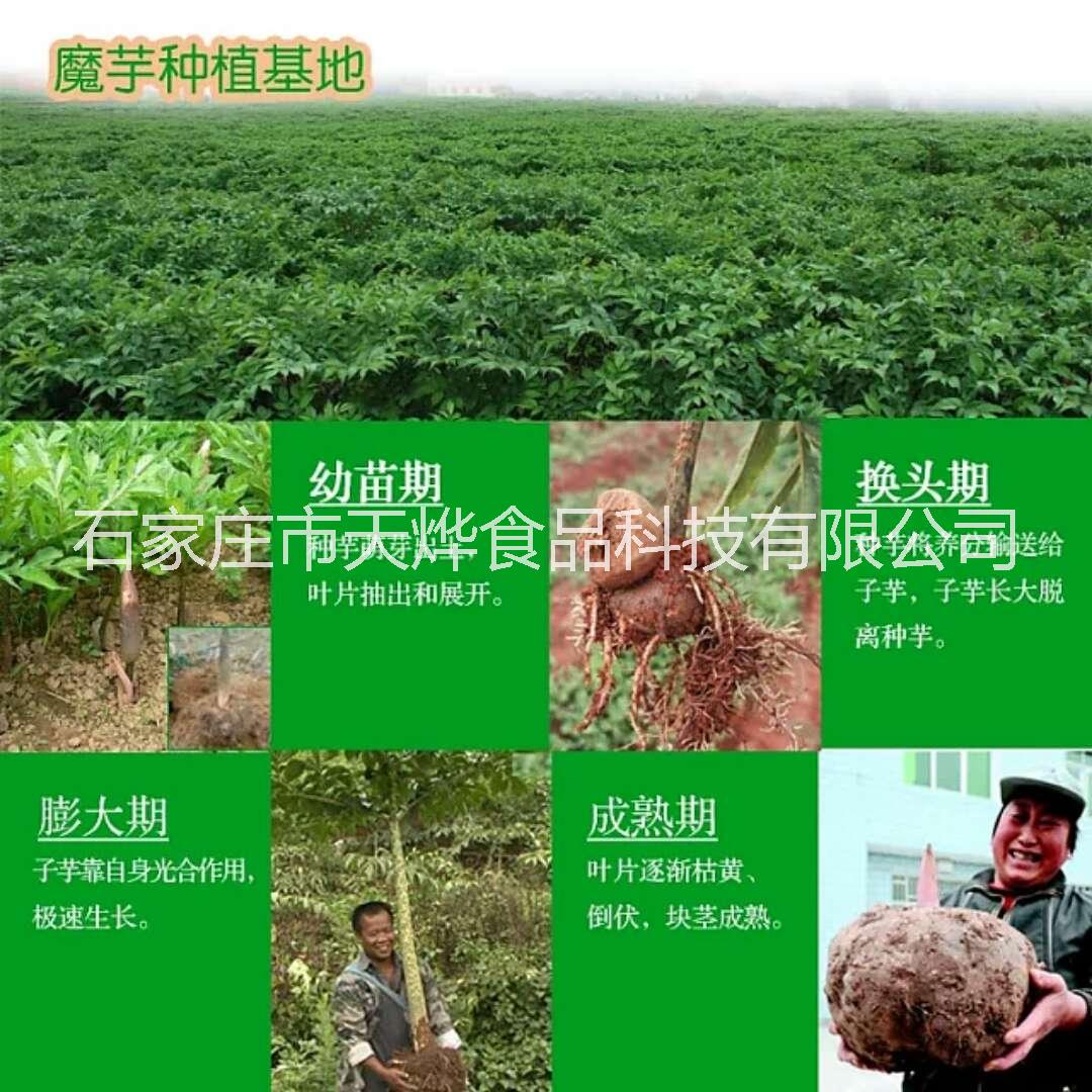 肉丸子結(jié)構(gòu)粉 潮汕牛丸保水增彈脆原料 魚丸肉丸增加彈性添加劑 撒尿牛丸增加彈脆魔芋粉
