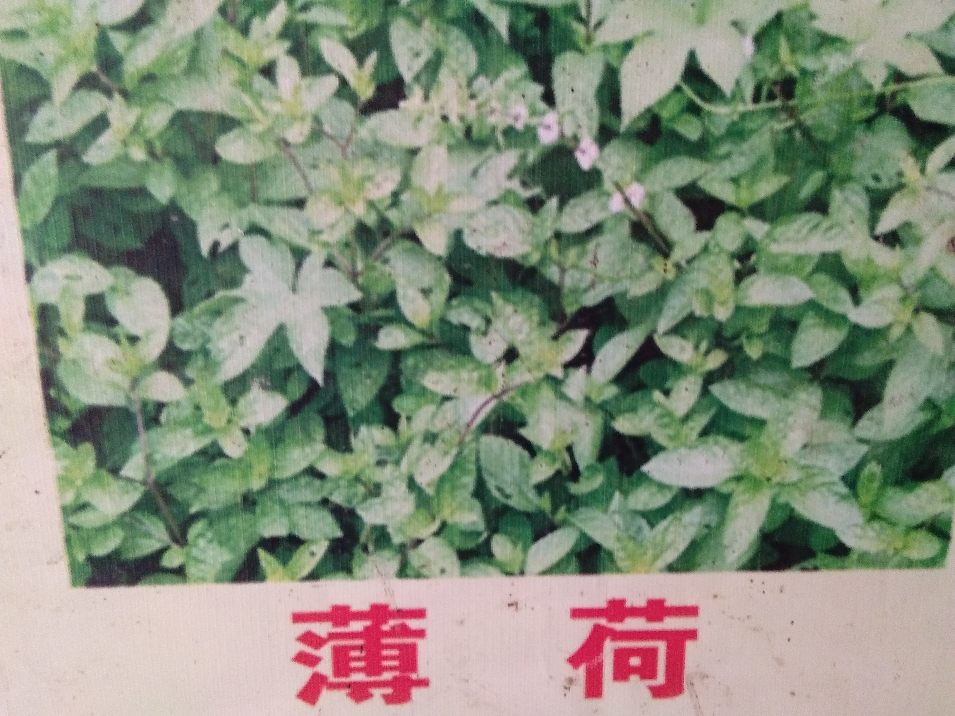 紅花種子種植方法，紅花的品種有哪些