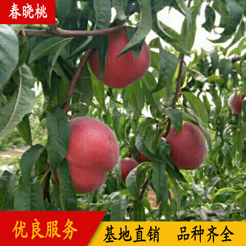 早熟桃春曉桃 早熟桃樹苗春曉桃 桃樹苗