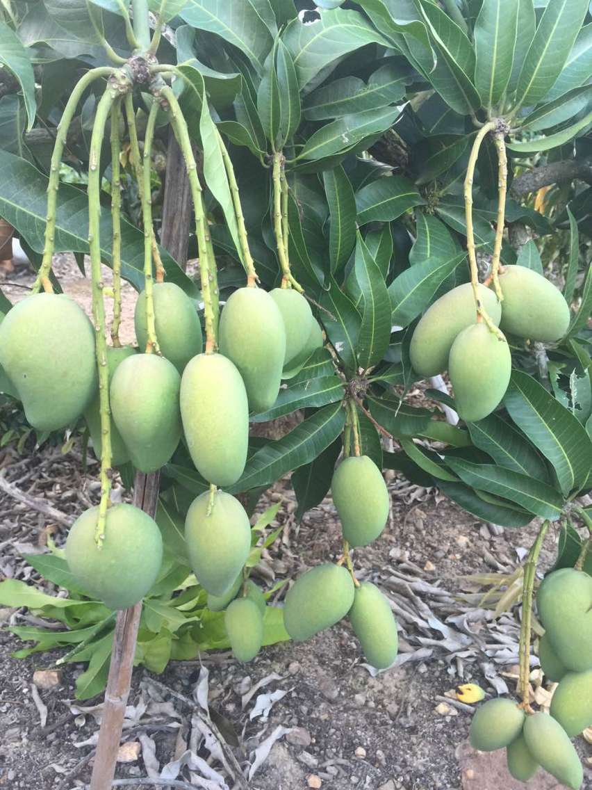 廣東芒果苗價(jià)格@廣東凱特芒果苗種植基地@廣東芒果苗批發(fā)價(jià)格@廣東芒果苗*供應(yīng)