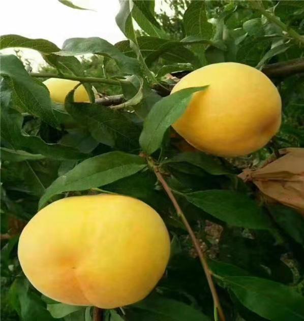 基地批發(fā)新黃金蜜1號桃樹苗 新黃金蜜1號桃苗出售