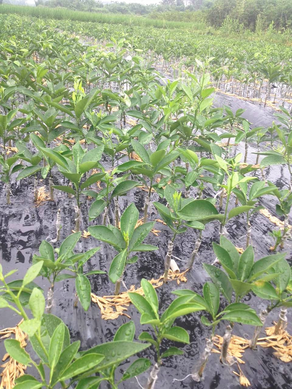桂林臍橙苗批發(fā)，臍橙苗價(jià)格，臍橙種植基地 廣西臍橙苗批發(fā)