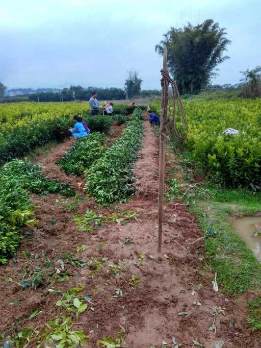 廣西無核沃柑砂糖橘苗098前景@嫁接無核沃柑砂糖橘苗 廣西玉林無核沃柑砂糖橘苗 廣西玉林無核沃柑砂糖橘苗子