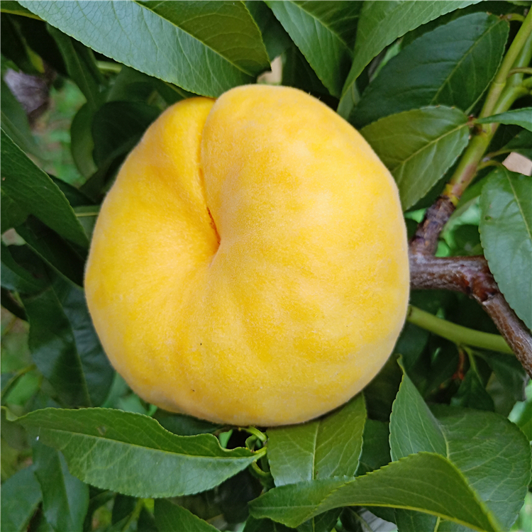 金冠8－18黃桃 早熟黃桃 果大豐產(chǎn) 金冠8-18桃品種