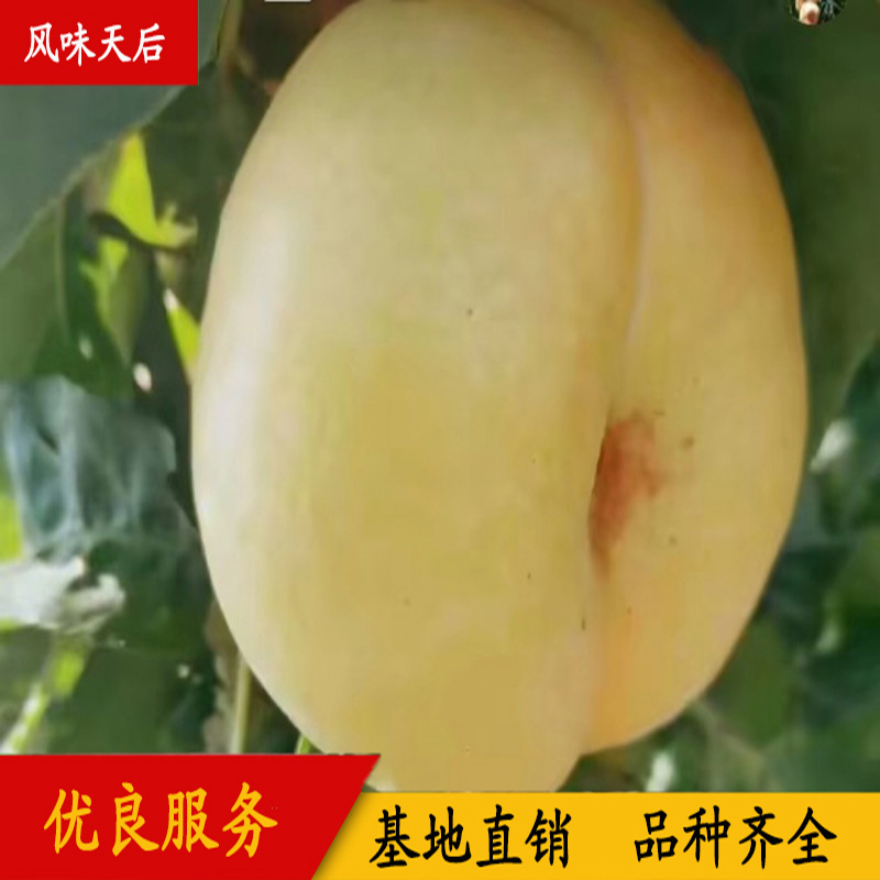 風味天后蟠桃苗種桃苗 兩公分風味天后油蟠桃桃樹苗