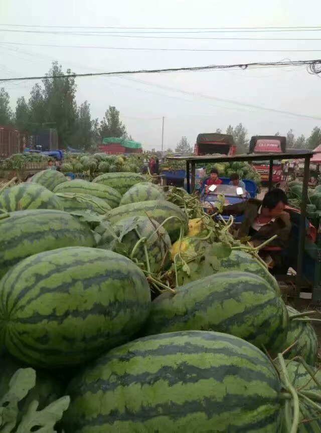 2019年河南開封西瓜產(chǎn)地供應(yīng)商