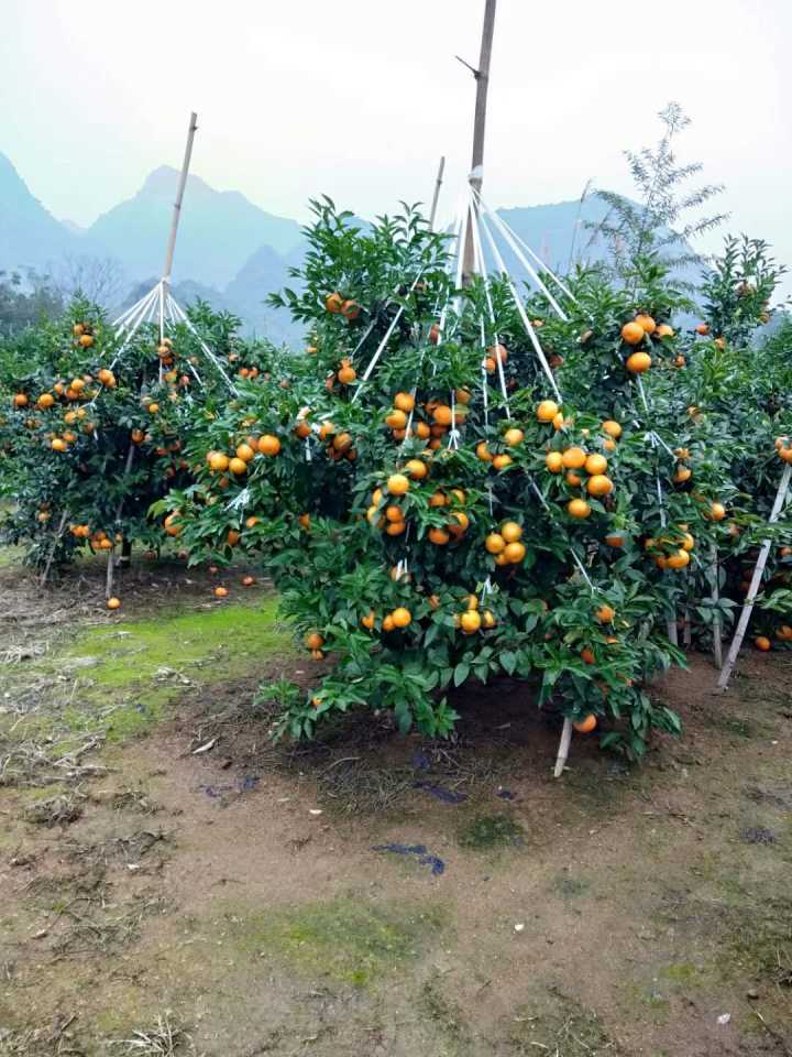 廣西091無籽沃柑砂糖橘苗基地-早熟金秋砂糖橘苗