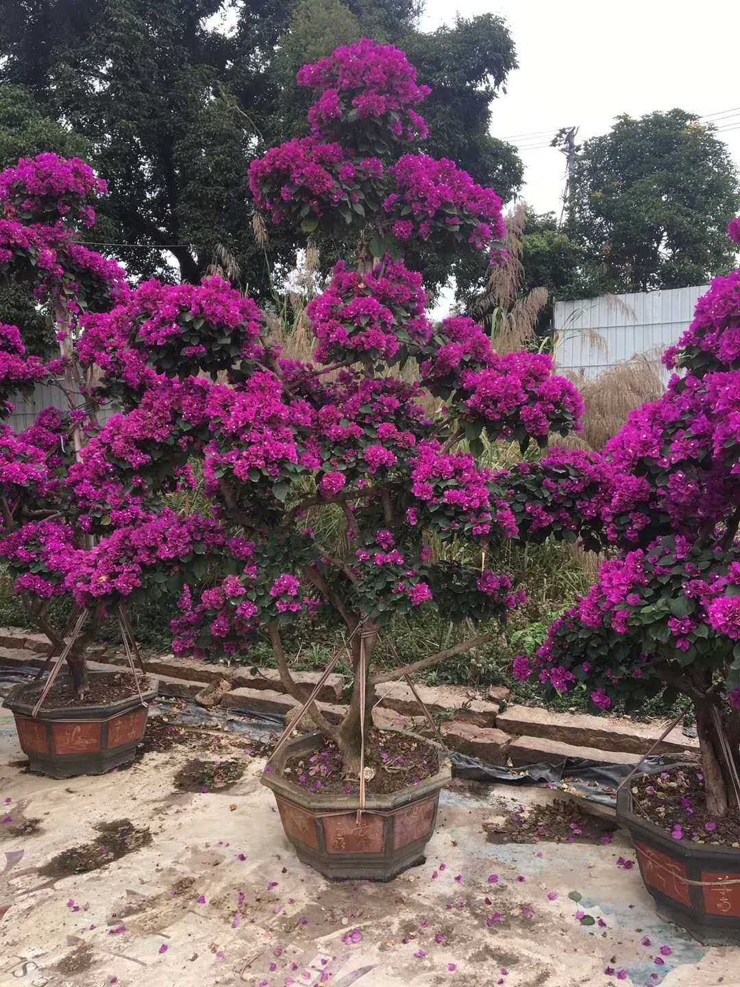 三角梅綠化苗木|園林綠化|市政綠化|種植基地|批發(fā)價(jià)格|基地批發(fā)|優(yōu)勢供貨商供應(yīng)商電話地址報(bào)價(jià)|多少錢一棵