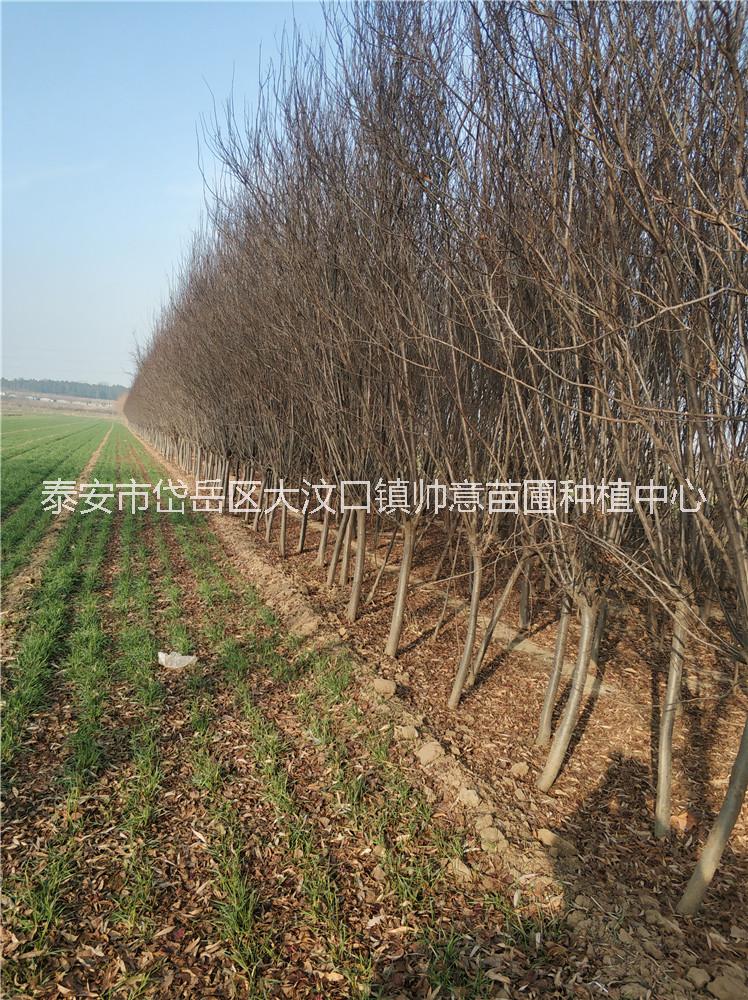 A級紫葉李基地 A級紫葉李報(bào)價(jià)