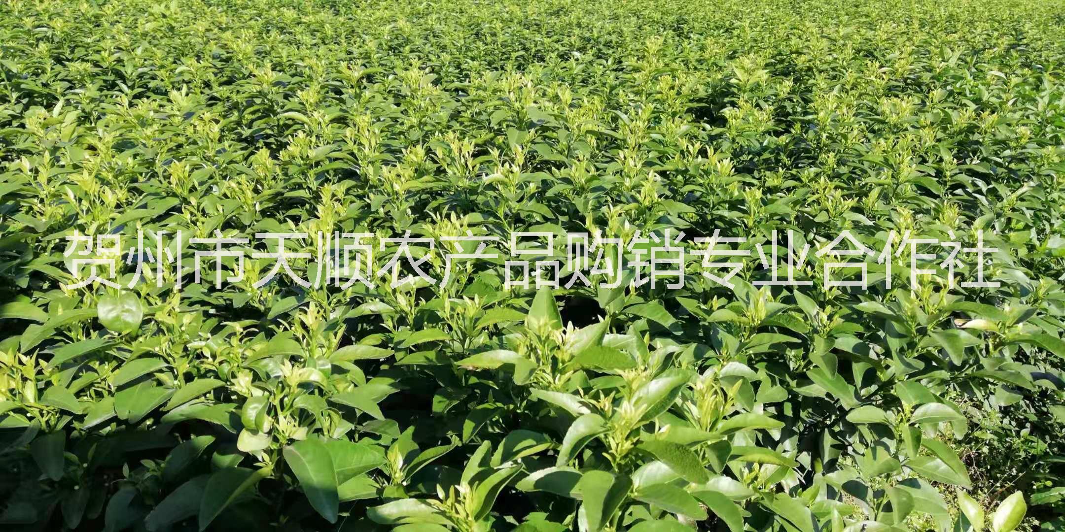 四川無核砂糖橘苗基地直銷，四川無核砂糖橘苗批發(fā)價，四川無核砂糖橘苗種植基地