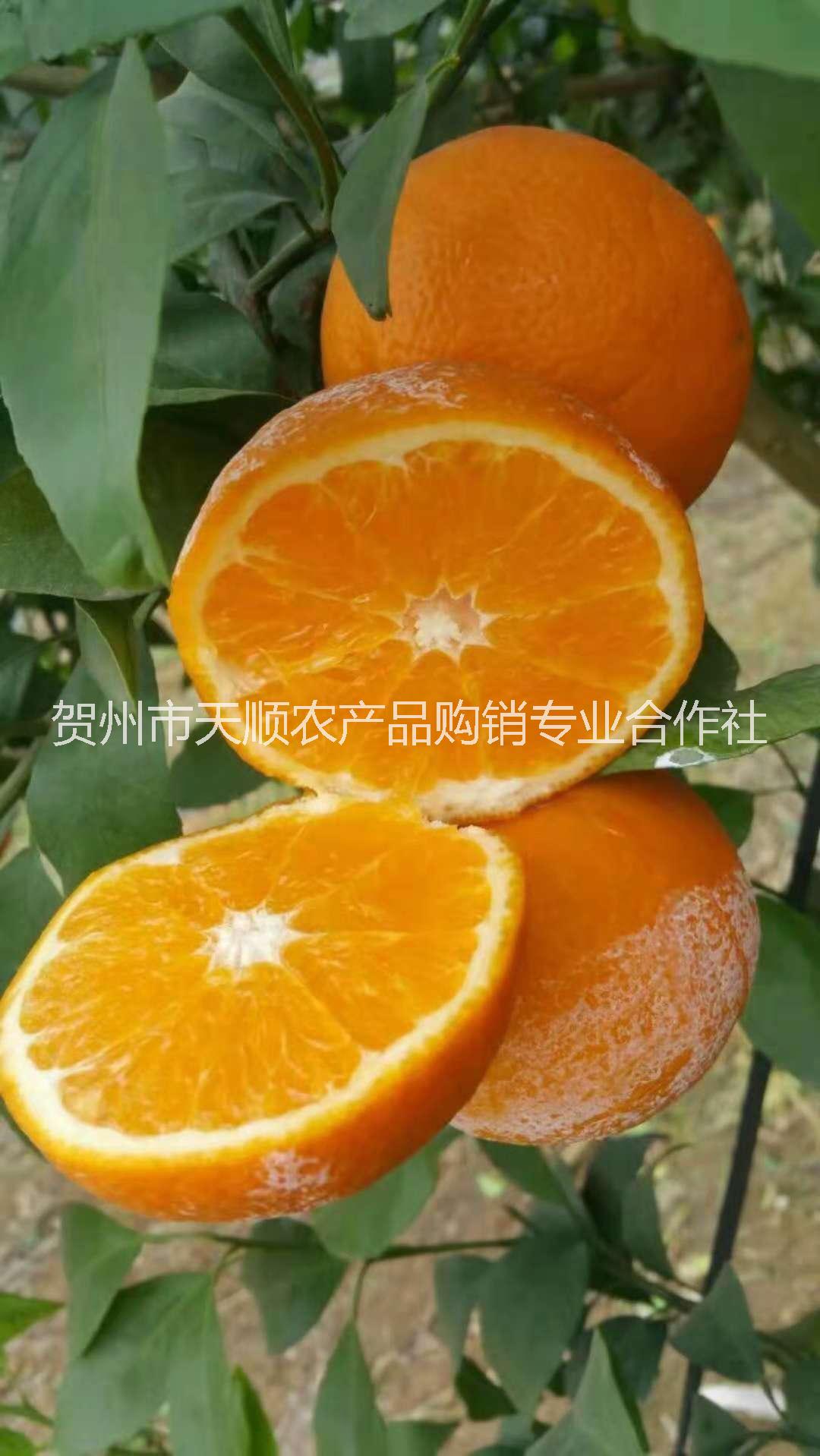 欽州091無核沃柑苗銷售電話，欽州091無核沃柑苗批發(fā)價(jià)，欽州091無核沃柑苗報(bào)價(jià)/價(jià)格