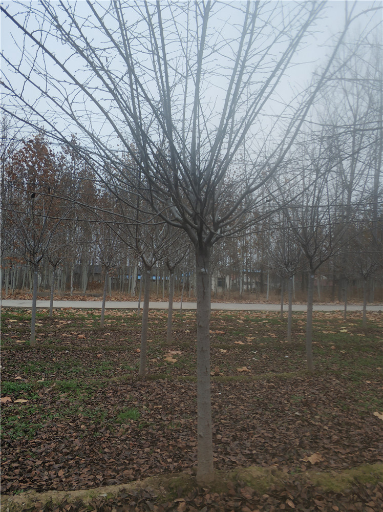 A A級(jí)櫻花樹基地 A級(jí)櫻花樹批發(fā)商