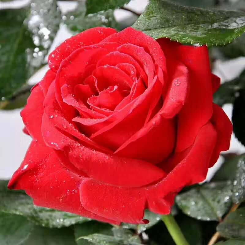 紅色玫瑰直銷   廠家紅色玫瑰批發(fā) 廠家紅色玫瑰供應(yīng)  廠家紅色玫瑰哪家好 廠家紅色玫瑰報(bào)價(jià)