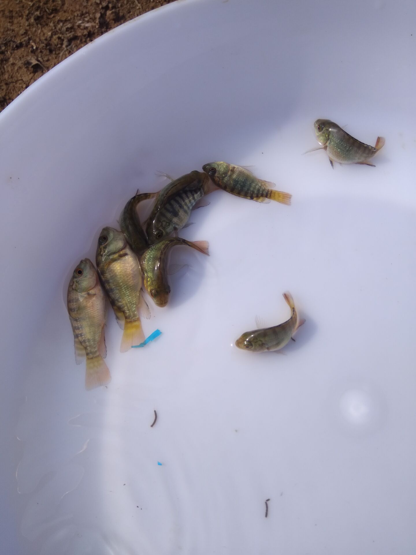 優(yōu)質(zhì)羅非魚苗鯧魚苗批發(fā)|廣州羅非魚苗養(yǎng)殖供應(yīng)|廣州羅非魚苗批發(fā)價(jià)格，鯧魚苗價(jià)錢，廣州鯧魚苗價(jià)格