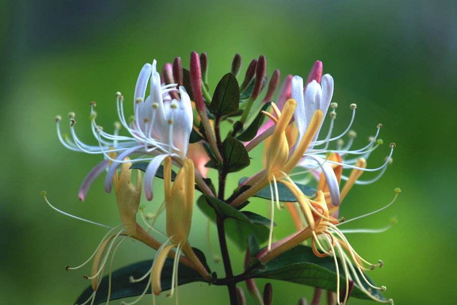 湖北金銀花報(bào)價(jià)，金銀花批發(fā)，金銀花供應(yīng)商，方氏藥材購(gòu)銷