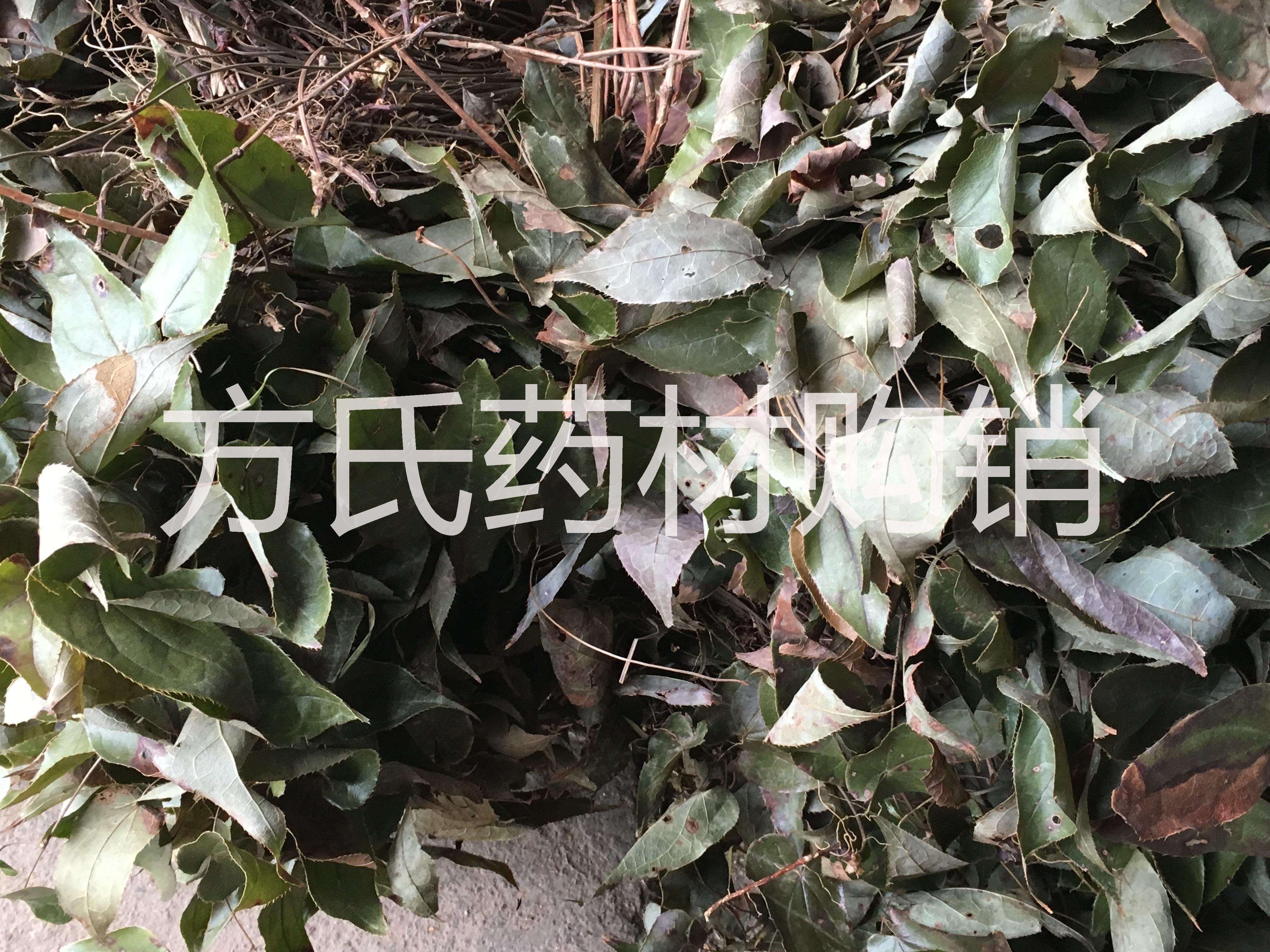 湖北*皂角刺供應(yīng)商/*皂角刺基地/*皂角刺價格