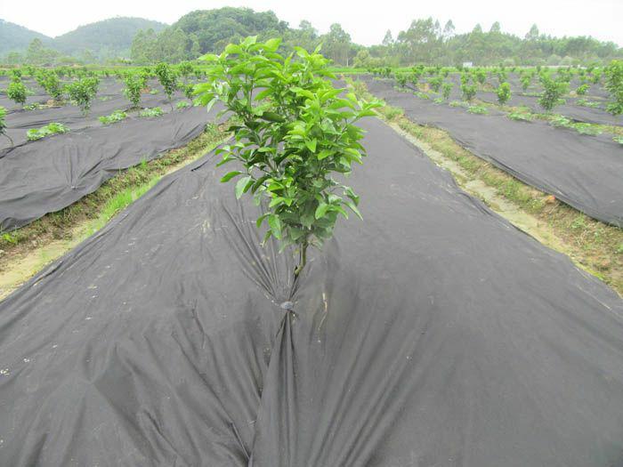 防草布生產(chǎn)廠家-山東防草布生產(chǎn)廠家批發(fā)-防草布直銷