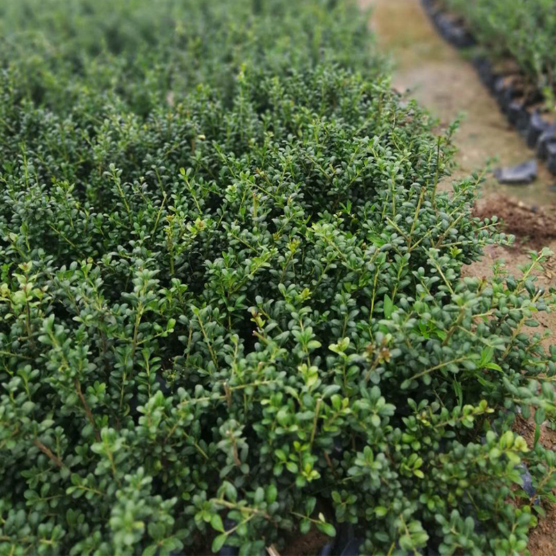 福建茶盆景怎么養(yǎng)？