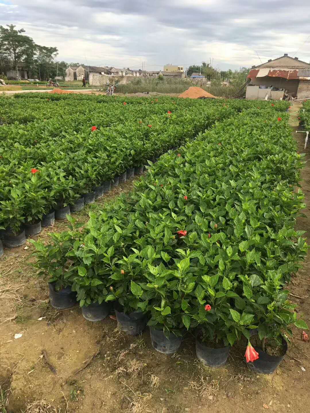 大紅花是什么植物？