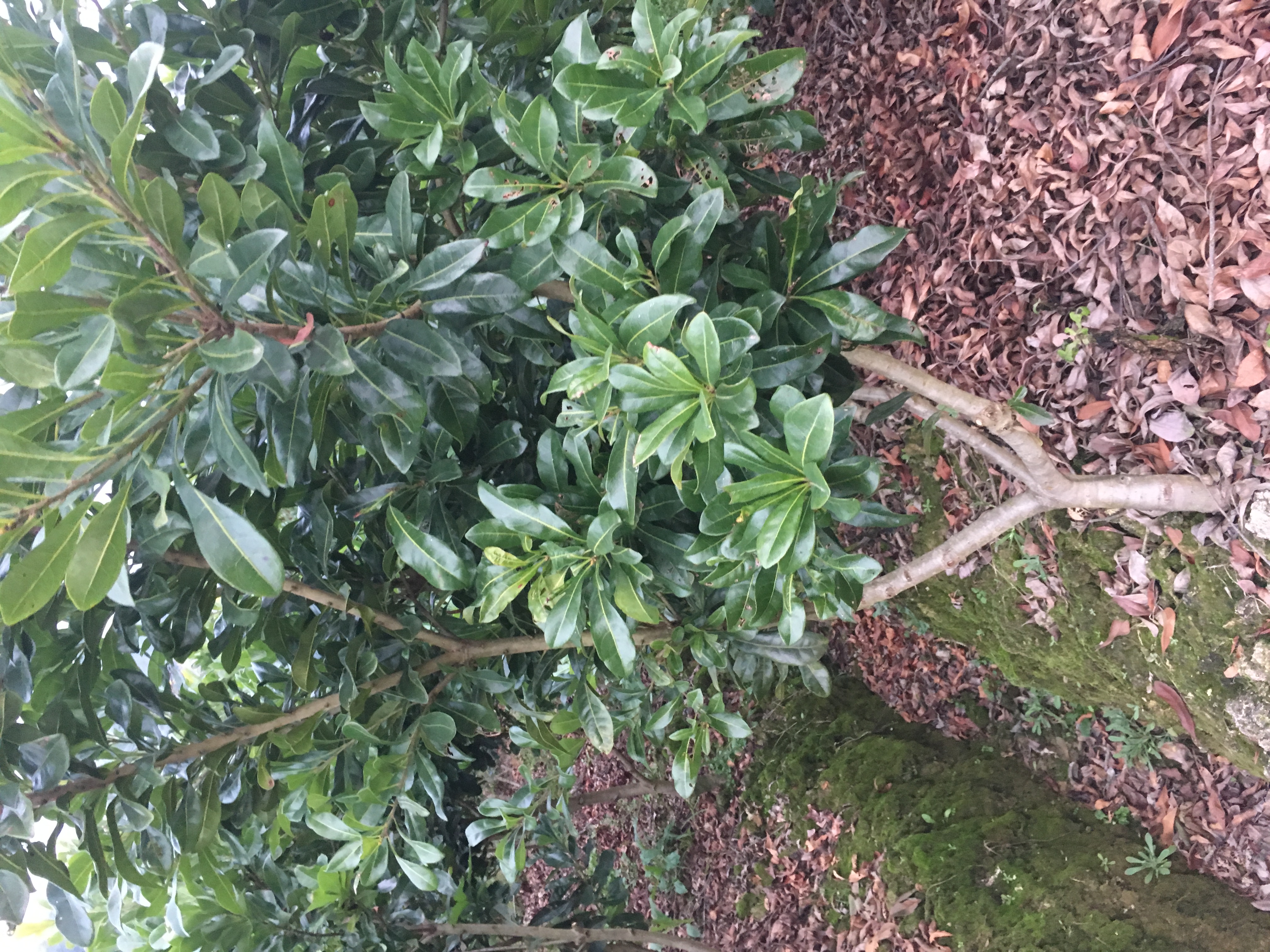 靖州東魁楊梅樹/湖南懷化靖州種植基地/大量提供優(yōu)質(zhì)綠化楊梅樹苗
