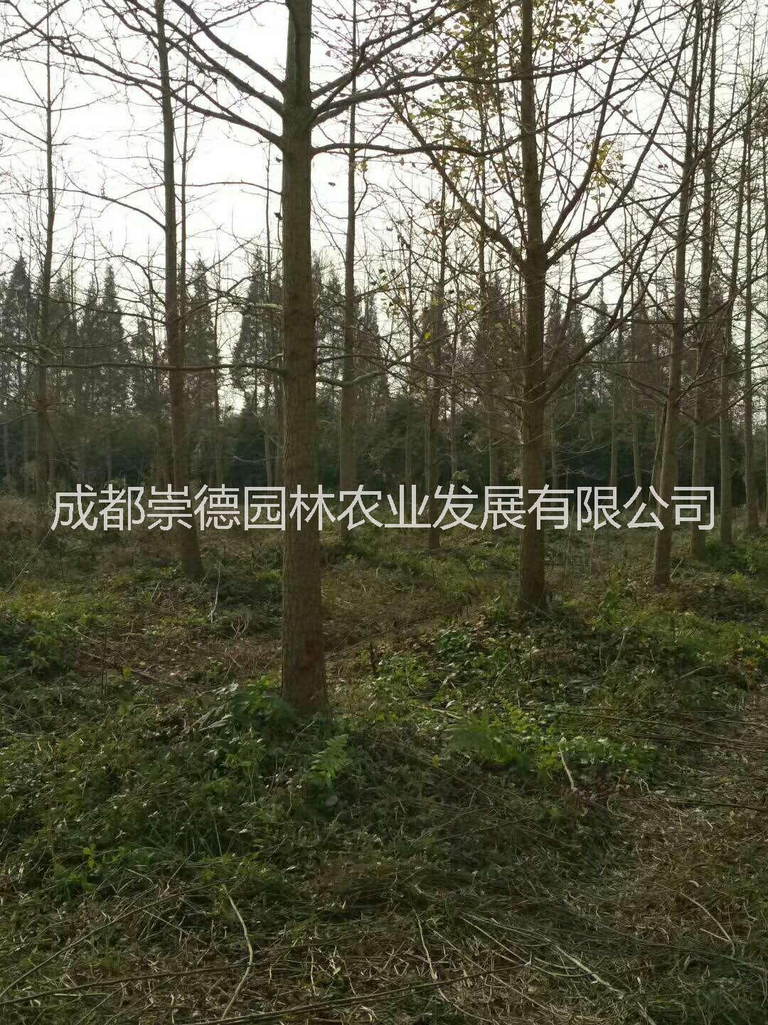 成都優(yōu)質(zhì)銀杏樹專業(yè)種植特點價格低