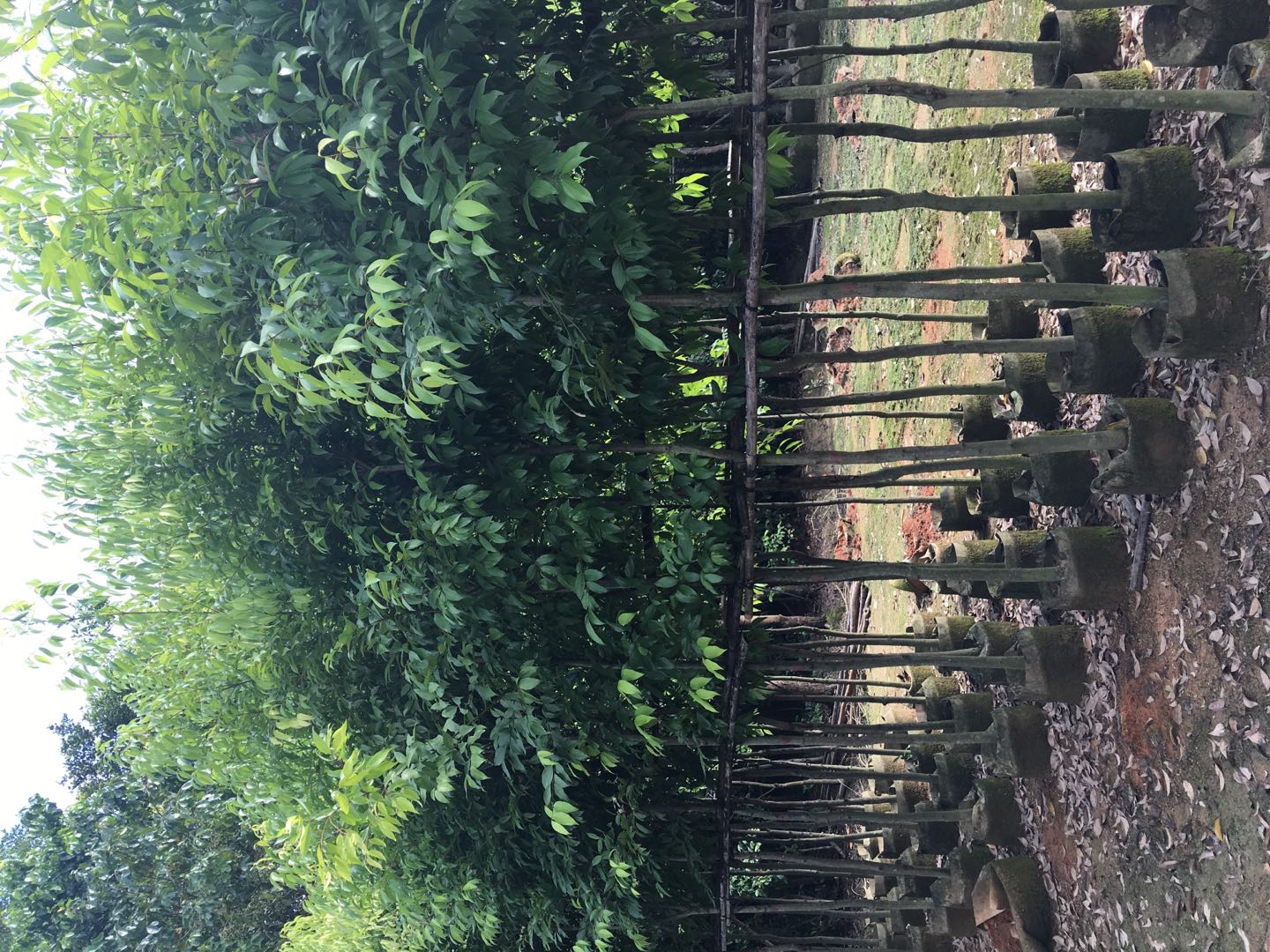 陰香樹果實(shí)可以吃嗎