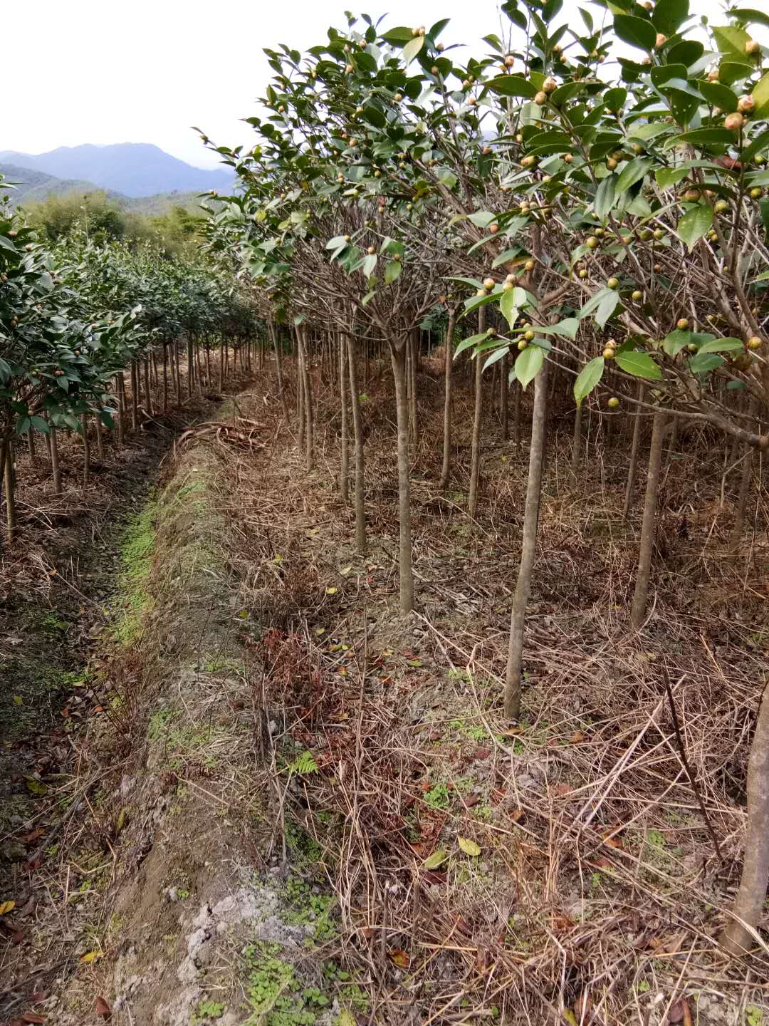 山茶花樹苗廠家直銷