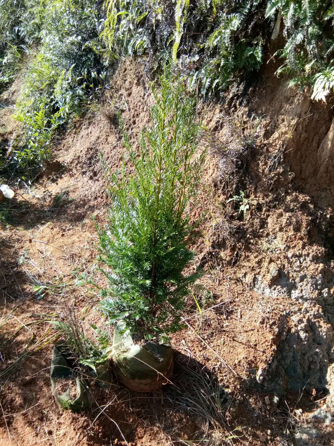 紅豆杉苗廠家直銷 紅豆杉苗供應(yīng)商 紅豆杉苗哪家好 紅豆杉苗廠家直銷