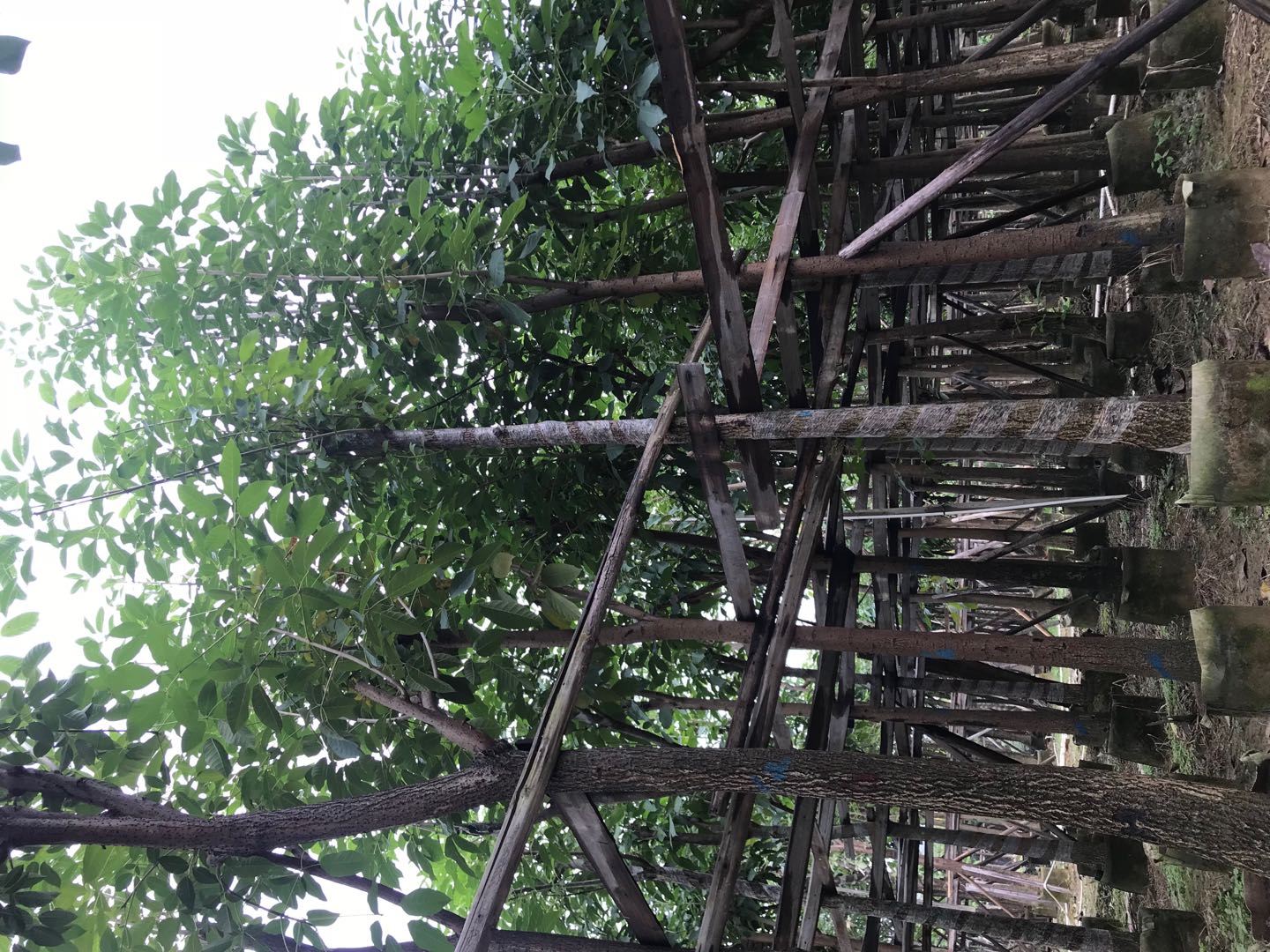紅花風(fēng)鈴木哪里有，基地在哪里
