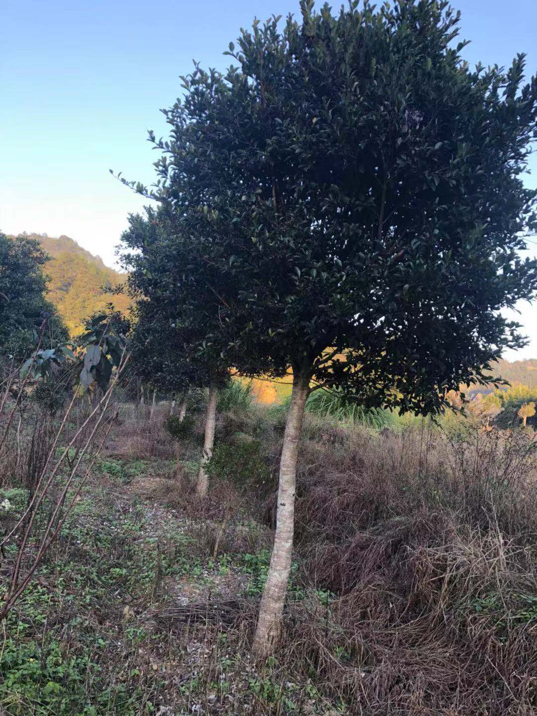 小葉紅皮榕價(jià)格_優(yōu)質(zhì)紅皮榕批發(fā)/采購(gòu)