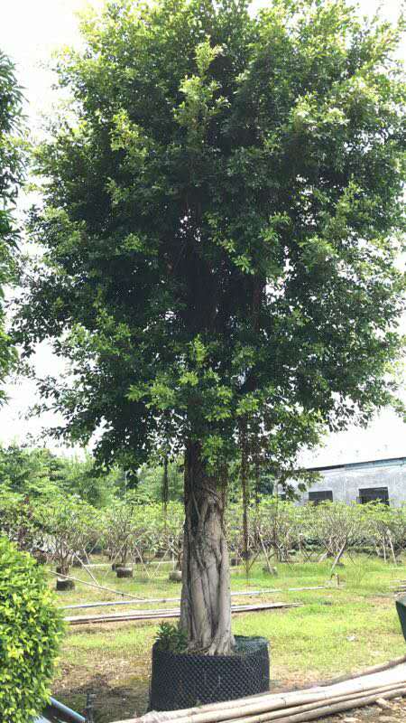 小葉欖仁多少錢(qián)一棵