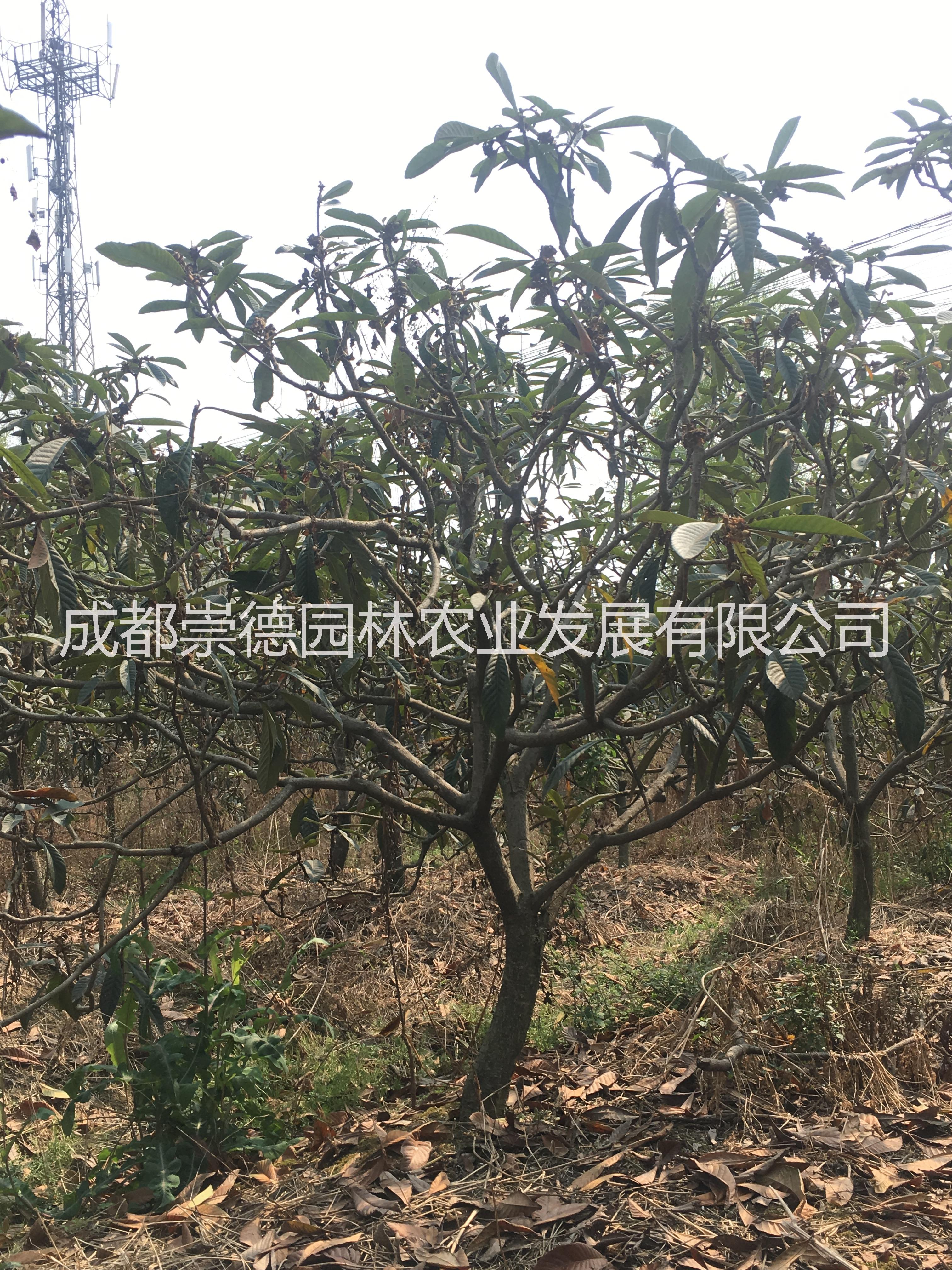 成都*優(yōu)質(zhì)枇杷樹(shù)價(jià)格低 成都*優(yōu)質(zhì)五星枇杷樹(shù)價(jià)格低