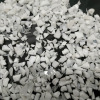 廠家直銷PE白色再生料 PE本色破碎料 PE白色顆粒 PE白色再生料批發(fā)