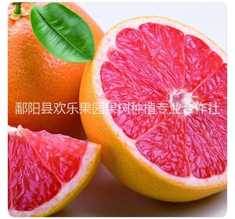 血橙 供應(yīng)血橙苗 血橙苗批發(fā) 中華血橙種植技術(shù) 培羅科血橙苗供應(yīng) 紅肉臍橙苗