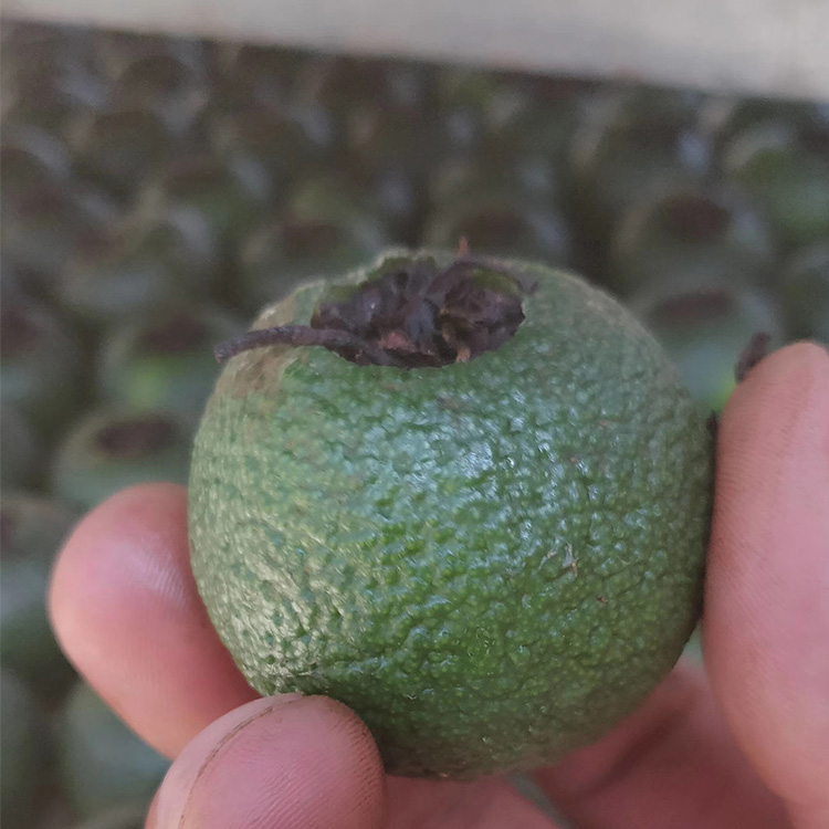新會(huì)小青柑多少錢(qián)一斤 OEM代加工梅江柑橘茶 桔普茶 生曬小青柑