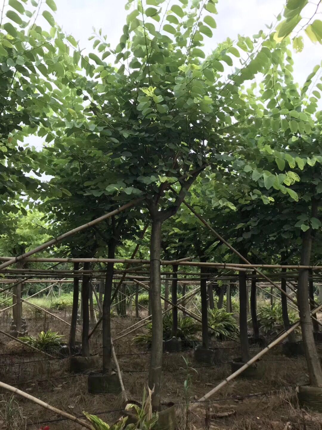 洋紫荊花期是什么時(shí)候