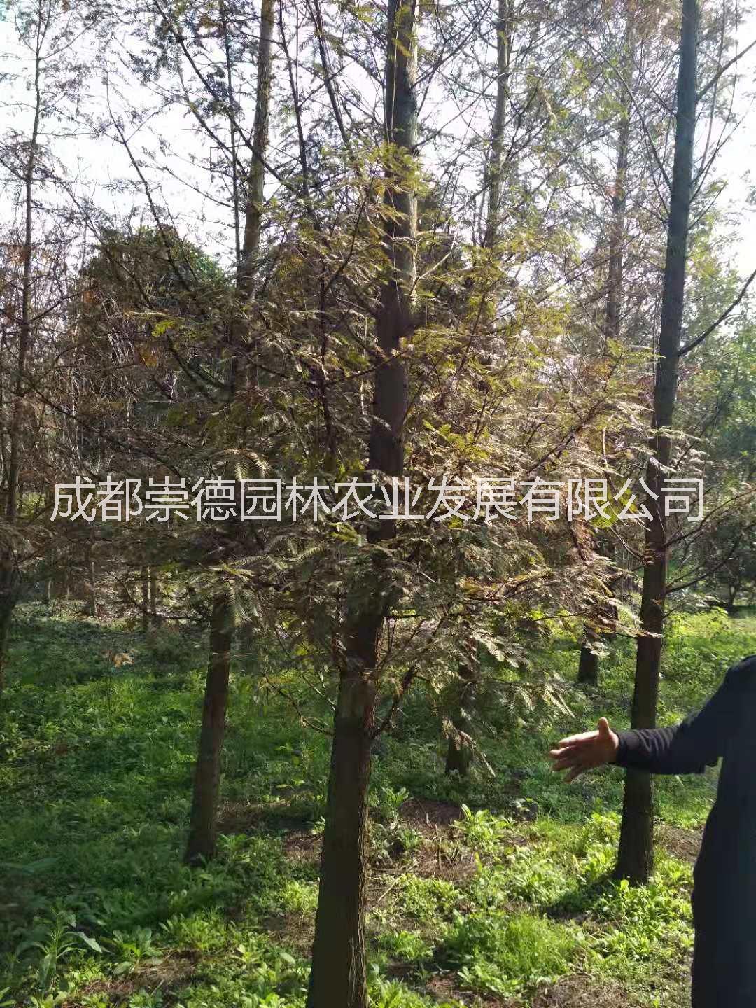 水杉 成都優(yōu)質(zhì)水杉專業(yè)種植技術(shù)特點價格