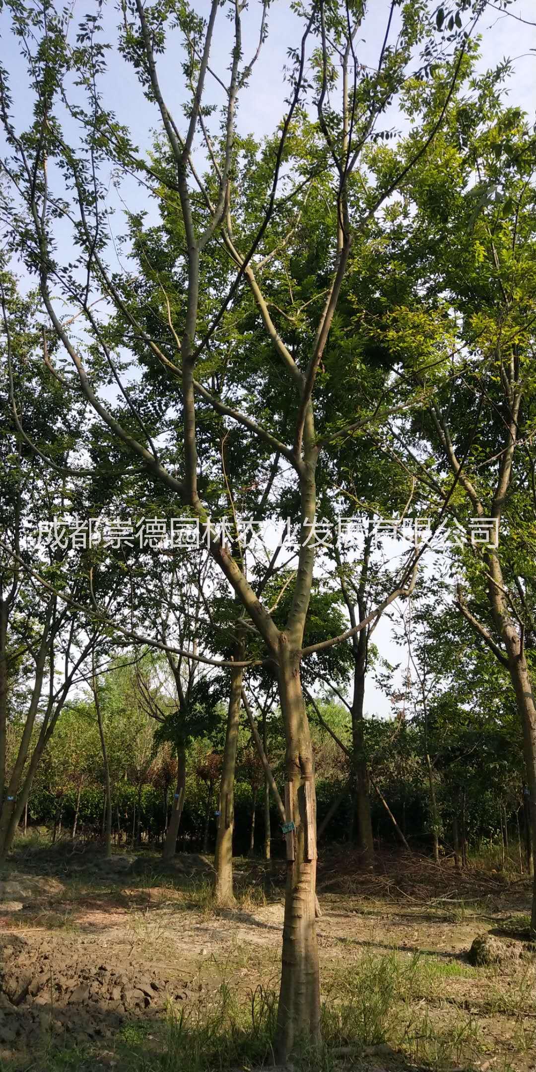成都優(yōu)質(zhì)*樸樹價格低特點