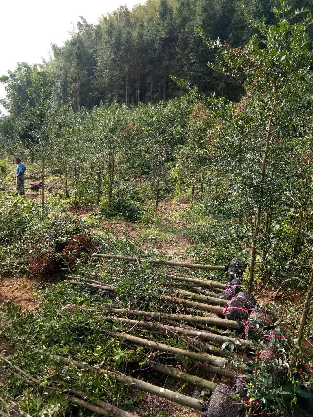 竹柏苗廠家直銷 竹柏苗廠家直銷 竹柏苗專營店 竹柏苗供應(yīng)商